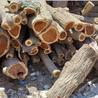 تنظيف بساتين • قص أشجار • كربلاء