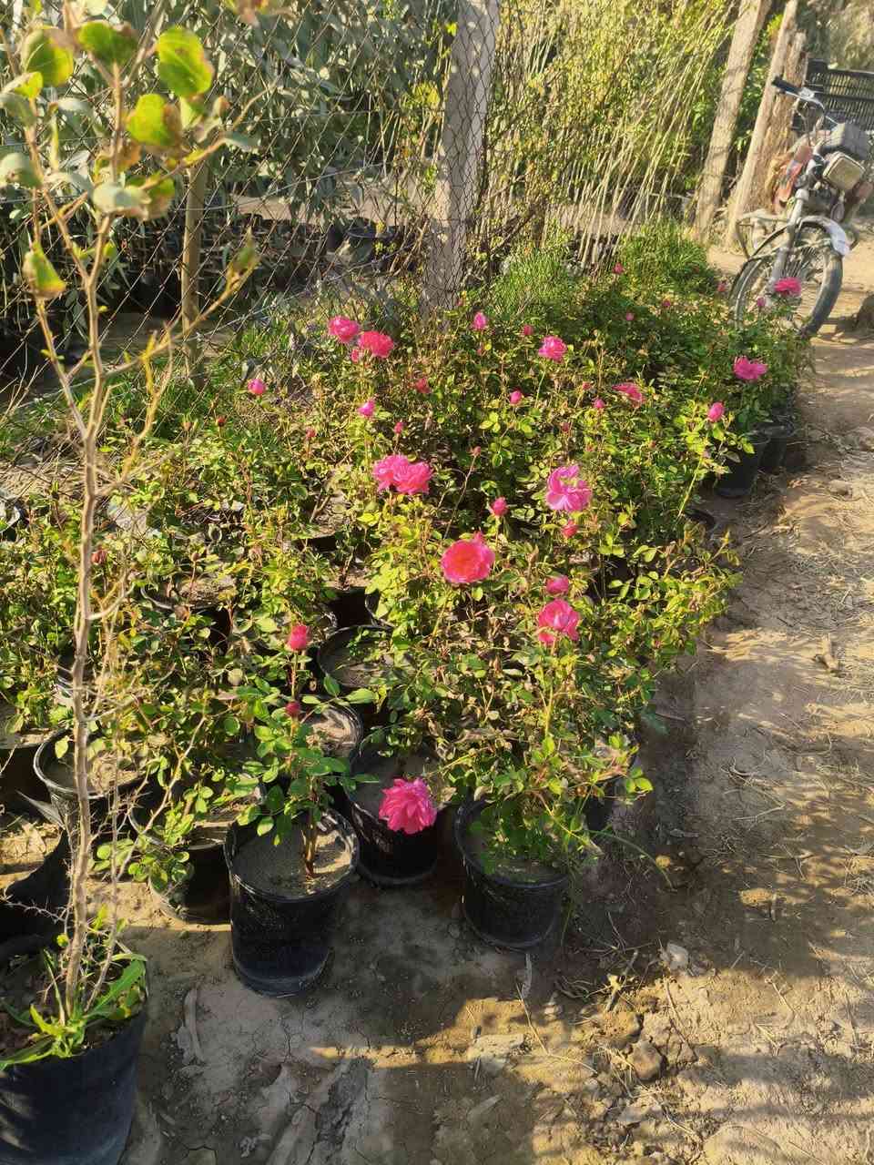 مشتل البدعه داخل ناحيه كنعان 
يتوفر فيه جميع انواع الأشجار المثمرة والحمضيات 
يتوفر فيه جميع أشجار الزينه 
يتوفر فيه نخل خضراوي 
للاستفسار الاتصال على الرقم التالي ***********
