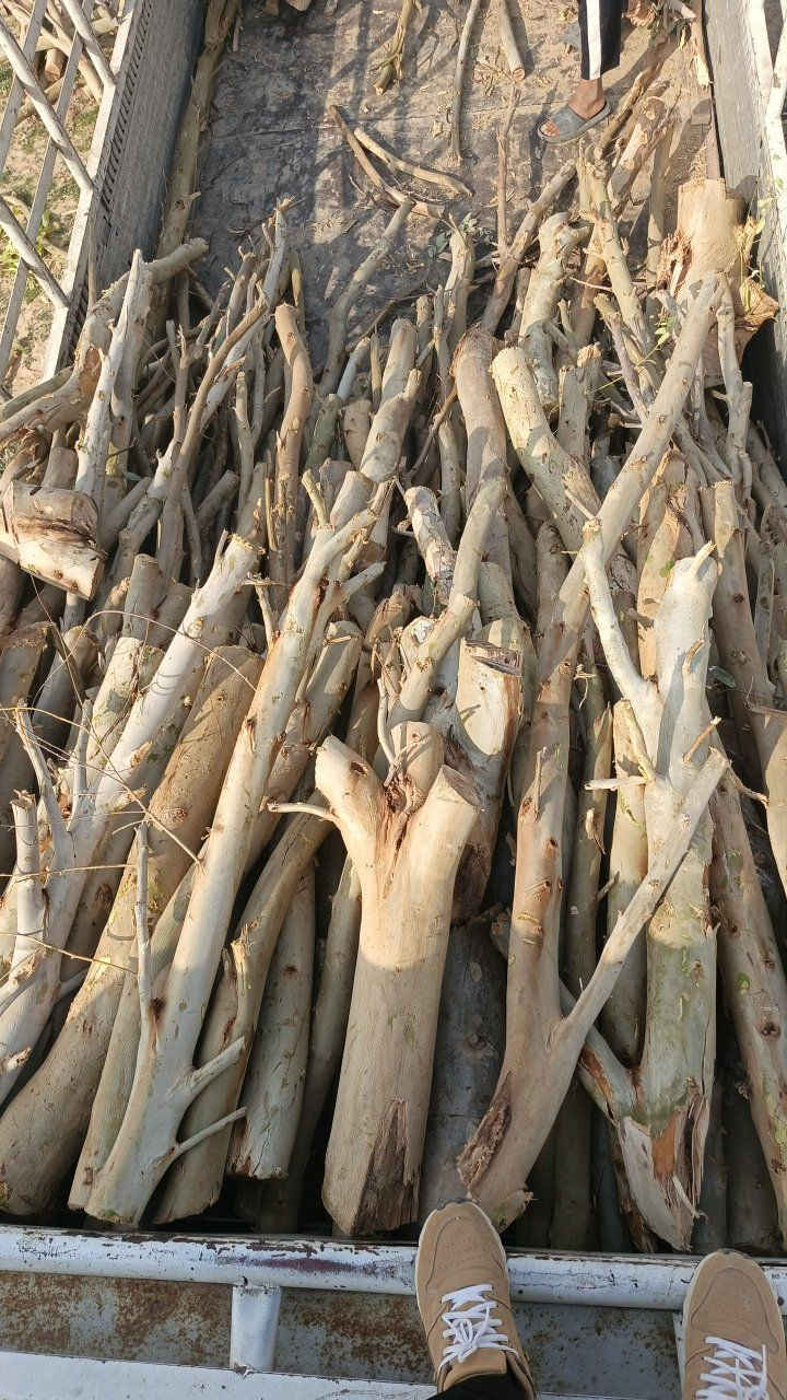 سلام عليكم يوجد لدينه حطب مشرح علطن ويوجد خدمت توصيل الكافت المحافظات 
‏‪***********‬
***********
