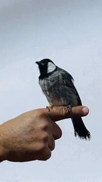 زوج بلابل • ياكل من اليد • النجف الاشرف