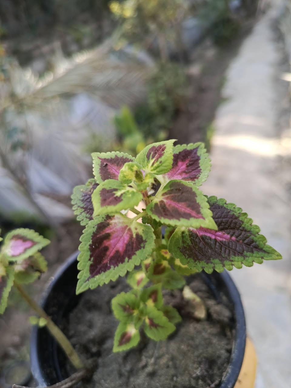 عرض خاص وتخفيض (اسبوع)
شتلات عدد 8 ب11 الف
للحجز والطلب يرجى المراسلة 
توصيل بغداد _المسيب___كربلاء___حلة


**إذا كنت صاحب هذا الإعلان وتريد حذفه لأي سبب، رجاءا أرسل رسالة إلى الدعم الفني**