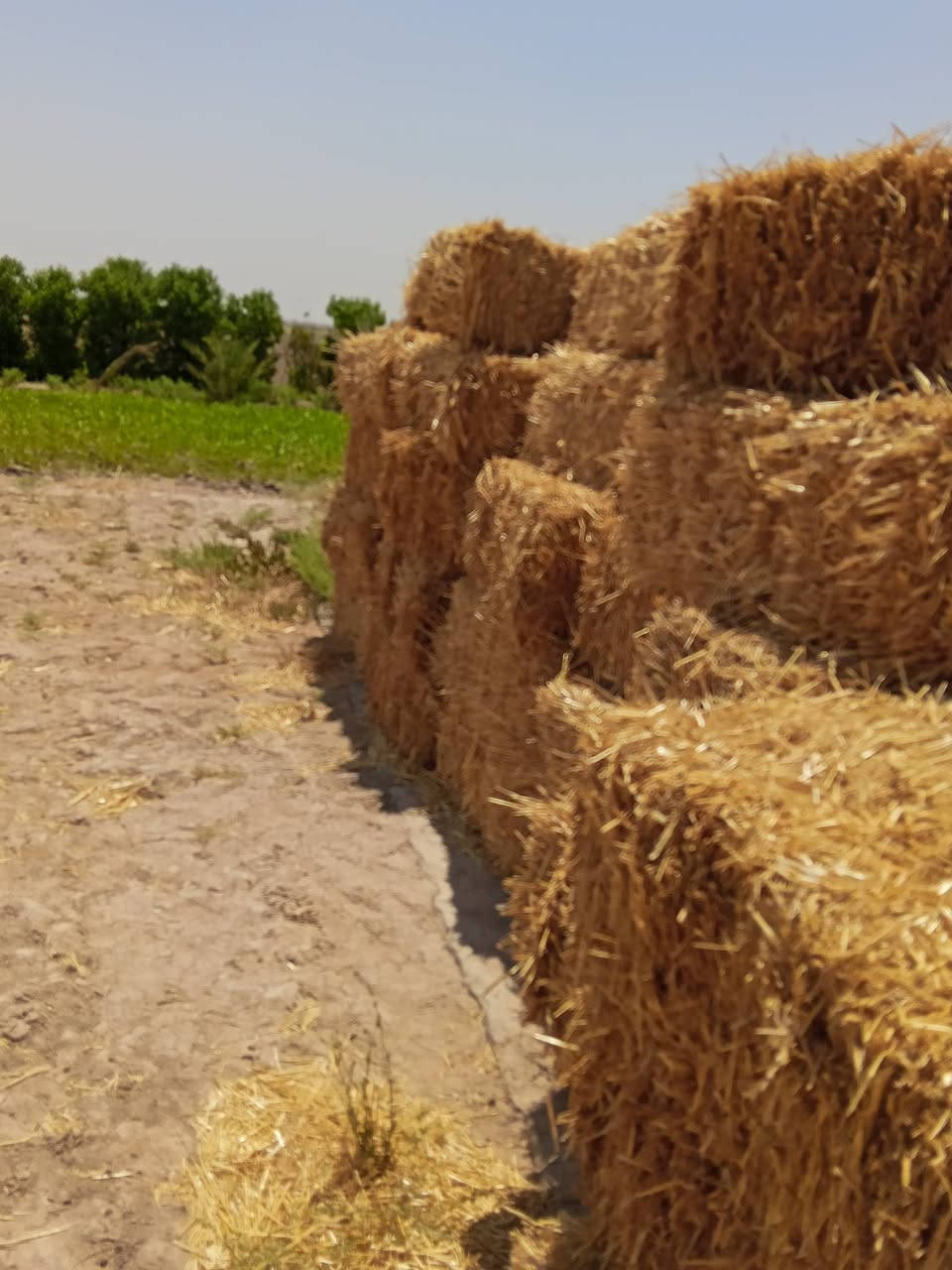يوجد كبس للبيع العنوان واسط الصويره الزواج ب 4 يوجد توصيل داخل الصويره الاستفسار ***********
