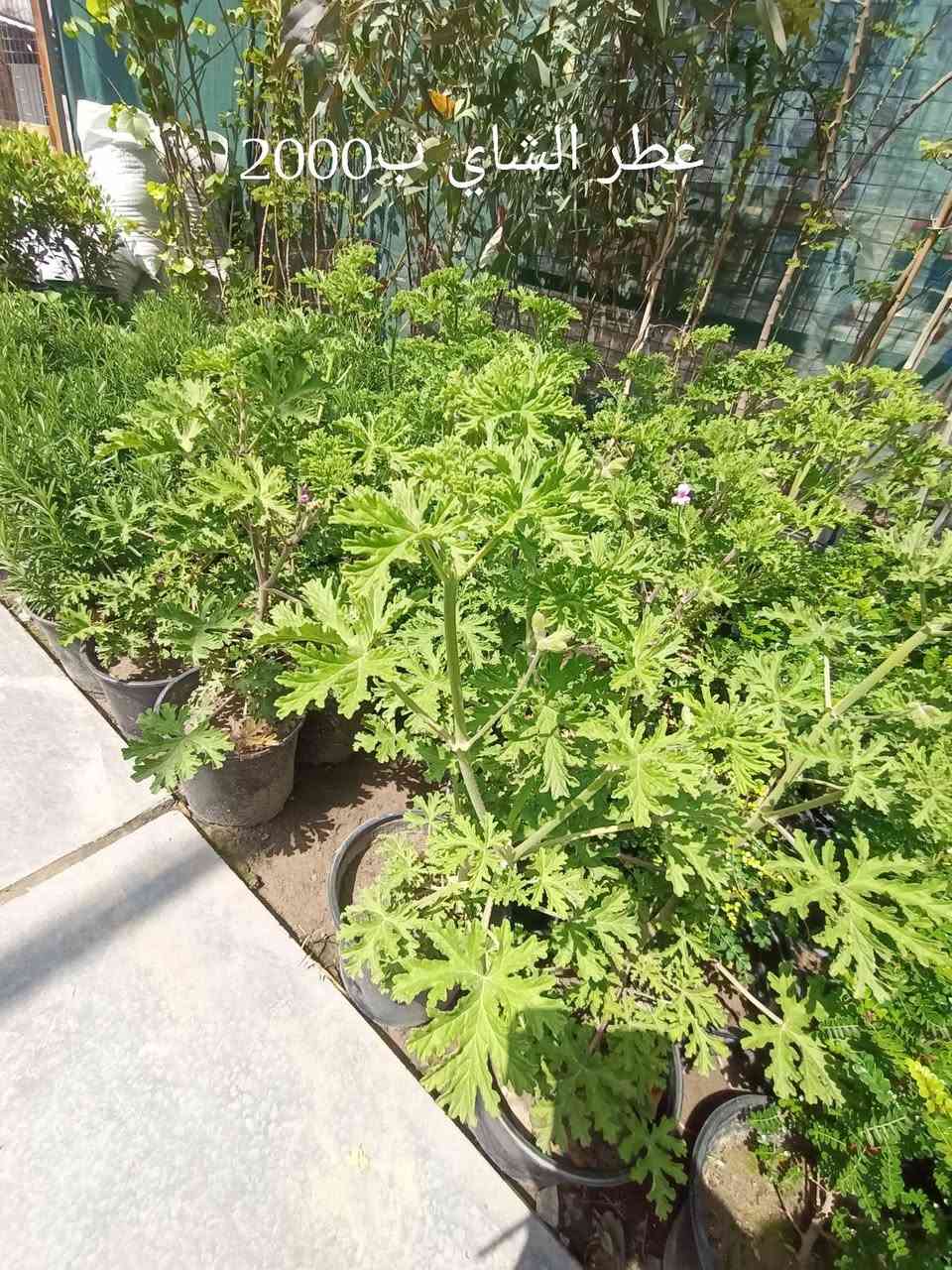 أجمل النباتات الخارجية تجدونها في مشتل زهور الطائي في الامين الثانية النواب الضباط تقاطع الزهور مجاور عادل الخطاط


**إذا كنت صاحب هذا الإعلان وتريد حذفه لأي سبب، رجاءا أرسل رسالة إلى الدعم الفني**