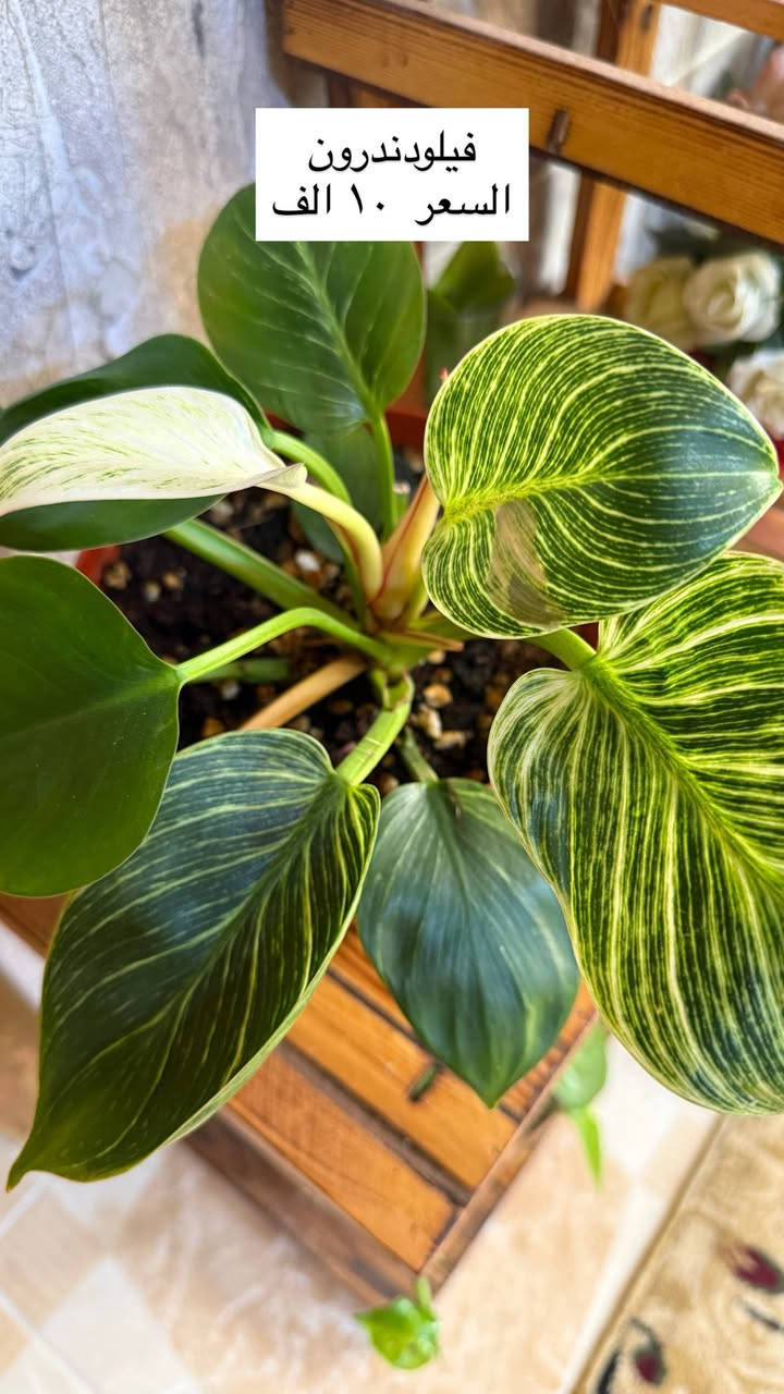 نباتات بيت للبيع 🌿🪴 الاسعار مكتوبة 

موجود توصيل داخل كركوك


**إذا كنت صاحب هذا الإعلان وتريد حذفه لأي سبب، رجاءا أرسل رسالة إلى الدعم الفني**