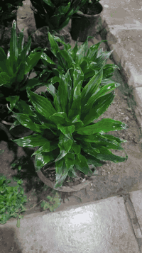 عرض دراسينيا على  بومبكتا 🔥🔥🔥 العنوان: حلة حي الصحة شارع كورنيش مجاور ...