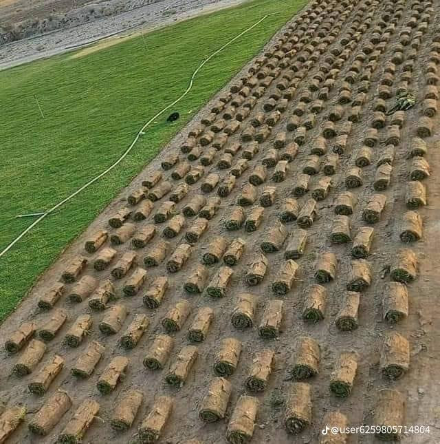 ثيل ديالى الطبيعي وخضار ولا اروع 💚
نتوفر كافة انواع الثيل الطبيعي 
مستعدون لتجهيز كافة الدوائر الحكومية والمتنزهات والحدائق العامة والمنازل .
نوعية ممتازة ودرجه اولى ⁦1️⃣⁩
ودائم الخضره 

ثيل #هندي  #امريكي   #ايطالي الخ ...

اسعارنا الانسب وتوصيلنا الاسرع  لكافة محافظات العراق
لمعرفة المزيد راسل الصفحه او اتصل على
***********
***********
