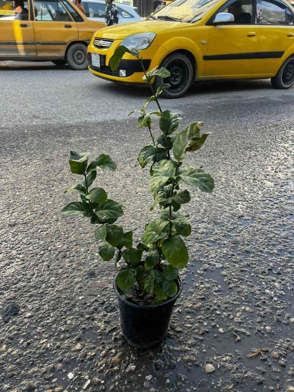 وصلتنا وجبه جديده من النباتات 🌹
كاردنييا عراقي 👌
فل عراقي مل بغداد👌
سروو
ورد الاهانه
العنوان الموصل-الميدان باب الجسر مقابيل طرشي الصقال


**إذا كنت صاحب هذا الإعلان وتريد حذفه لأي سبب، رجاءا أرسل رسالة إلى الدعم الفني**