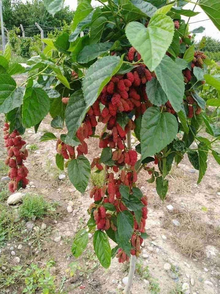 ‎🍀توی رەشی کەنەدی 🍀

‎نرخ ۲٥٠٠
‎یەک سال دوای ناشتنی بەردەگرییت 

‎بەریکی زۆر دەگریت 

‎تامیکی خۆشی هەیە

‎بەرزی نەمام مەتریک و نیوە 

‎گەیاندن هەیە بۆ هەمو کوردستان
‎بۆداواکردنی پەیوەندی بکەن 
***********
***********

‎ناونیشان 

 ‎رانیە گوندی کانیماران رانية, السليمانية
