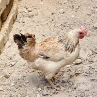 دجاجتين • ١٣ كتكوت • كربلاء