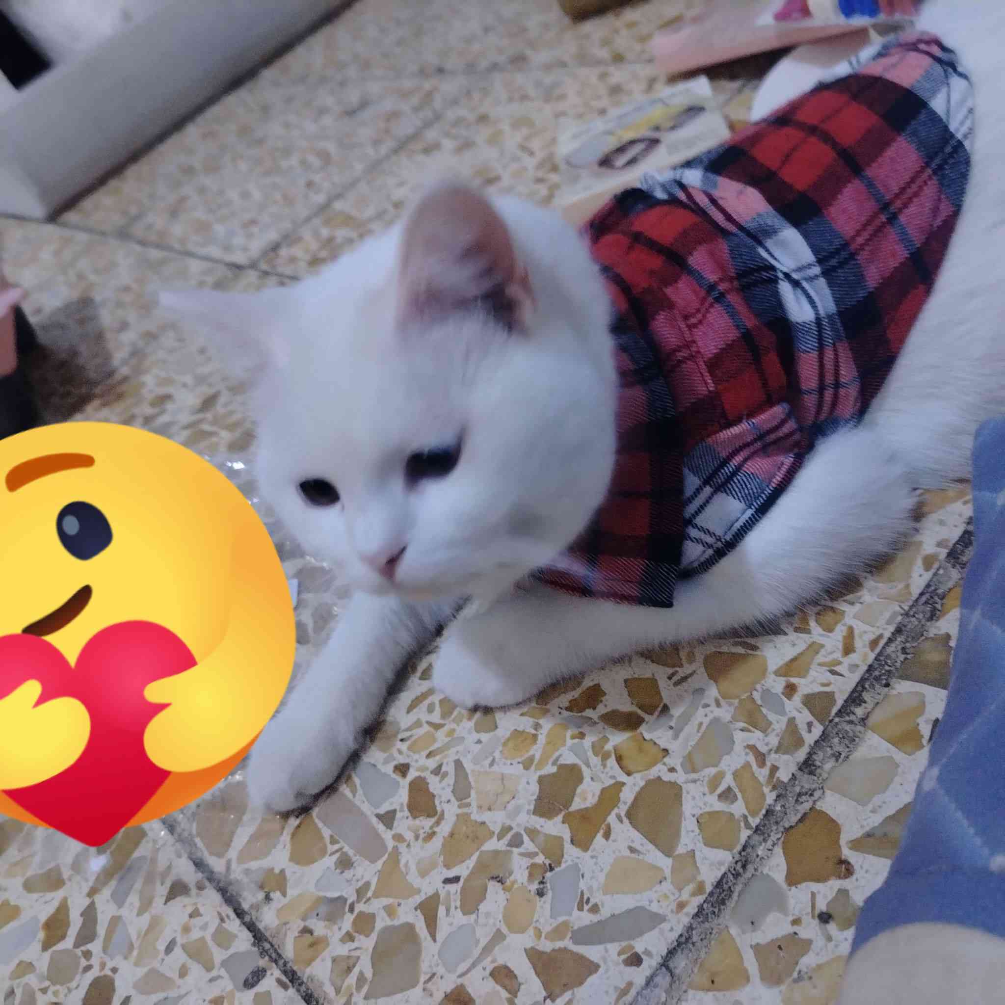 قطط الابيض ذكر سكوتش عمره ٨ أشهر
الاسود وبيجي انثى شيرازي عمر ٨ أشهر


**إذا كنت صاحب هذا الإعلان وتريد حذفه لأي سبب، رجاءا أرسل رسالة إلى الدعم الفني**