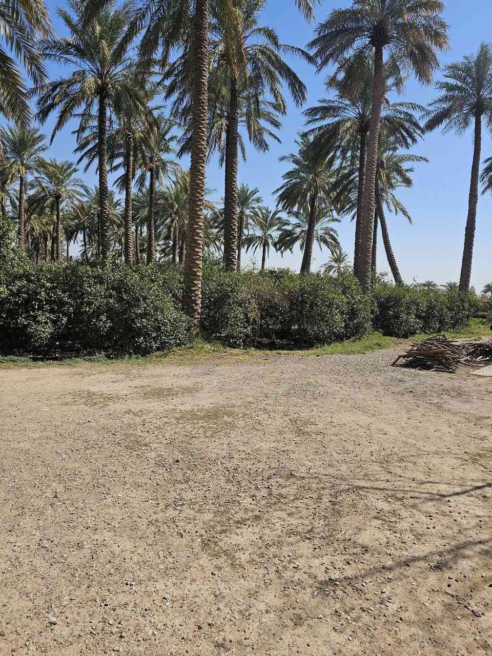 سلام عليكم يوجد بستان برتغال ونخيل طابو صرف اثنين ونص دونم يوجد بي بأر ماي سقي ماطو محافظة اديالى دلي عباس ناحية المنصورية الجبل ؟؟؟ ويوجد بيت مشتمل ويا ؟اني مكلف بل نشر الاستفسار والسعر انتصال علا الرقم ***********
