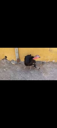 فسيفسه • ٥ افراخ • عمر اسبوعين