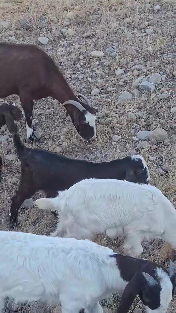 پێنج بزن و کاری جوان بۆ فرۆشتن


**إذا كنت صاحب هذا الإعلان وتريد حذفه لأي سبب، رجاءا أرسل رسالة إلى الدعم الفني**
