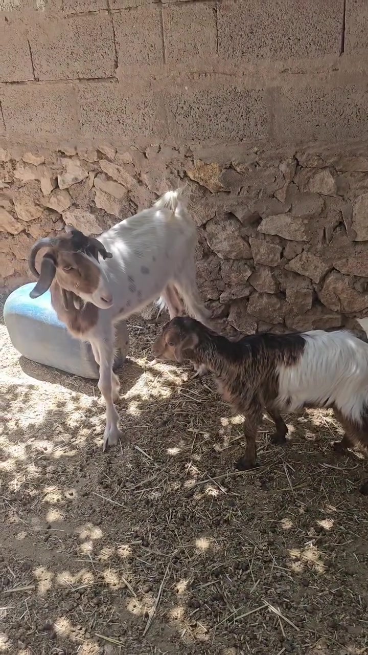 متاح جذعه ابو بطن الها ورها جدي السعر 250وبيها مجال حك الجيه 🤎  للتوضيح العنزه مبينه جبيره بل صوره


**إذا كنت صاحب هذا الإعلان وتريد حذفه لأي سبب، رجاءا أرسل رسالة إلى الدعم الفني**