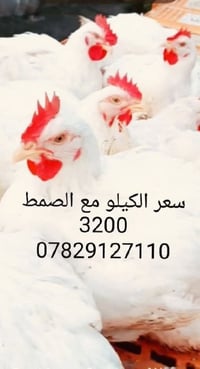 دجاج البركه • الدجيل حي الزهراء • توصيل