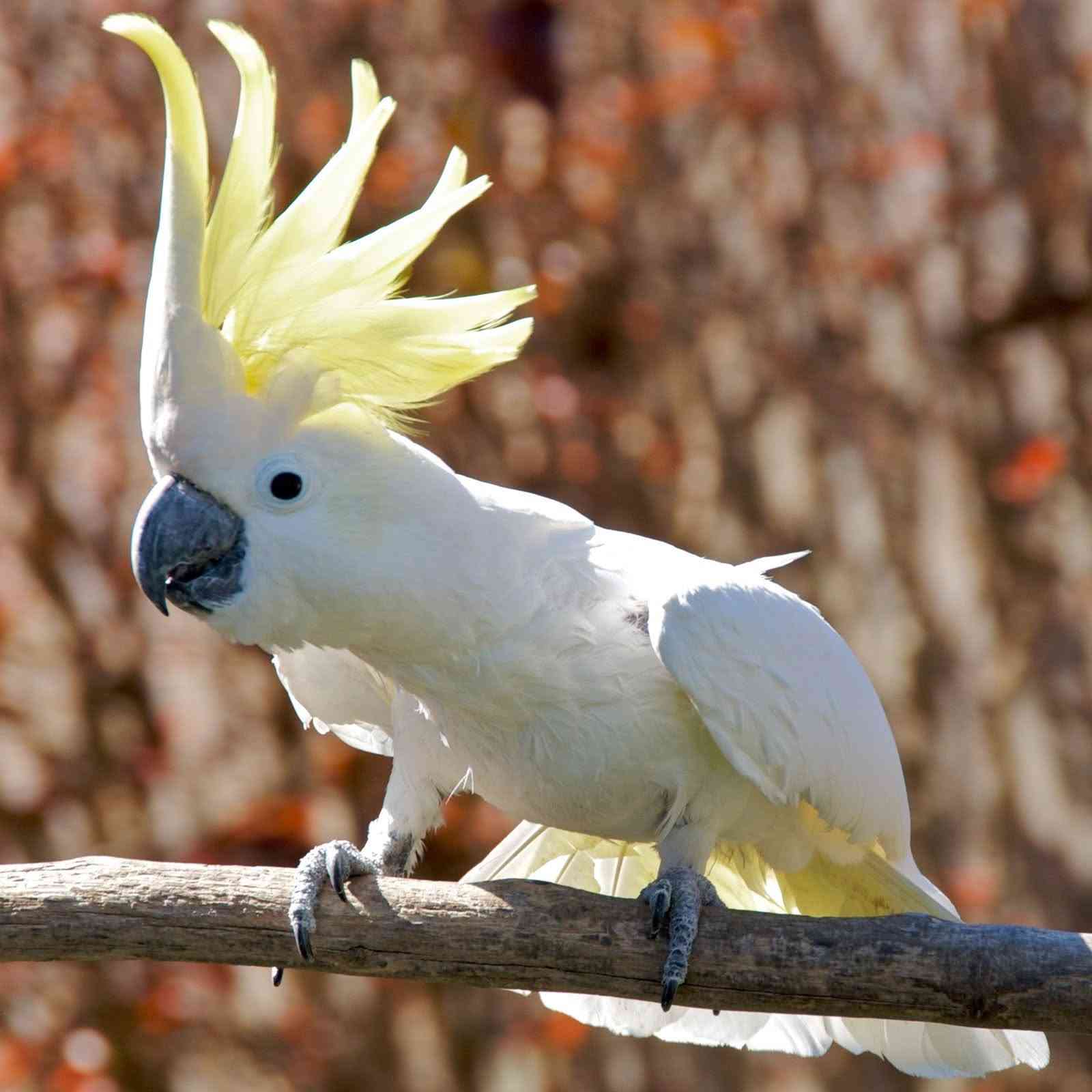 للبيع كوكاتو مميز جداً 🦜
فول كلام ورقص، لعوب وأليف كلش
نظامي ويصعد على اليد بدون خوف
طير نظيف جداً ومرتب، فرصة للي يدور طير مميز

للاستفسار التواصل على:
***********
