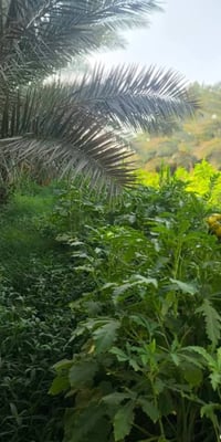 بذور • العمرانية • متعهدة