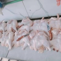 دجاج • دجاج عراقي • دجاج محلي • لحم دجاج • كيلو دجاج • توصيل دجاج • دج...