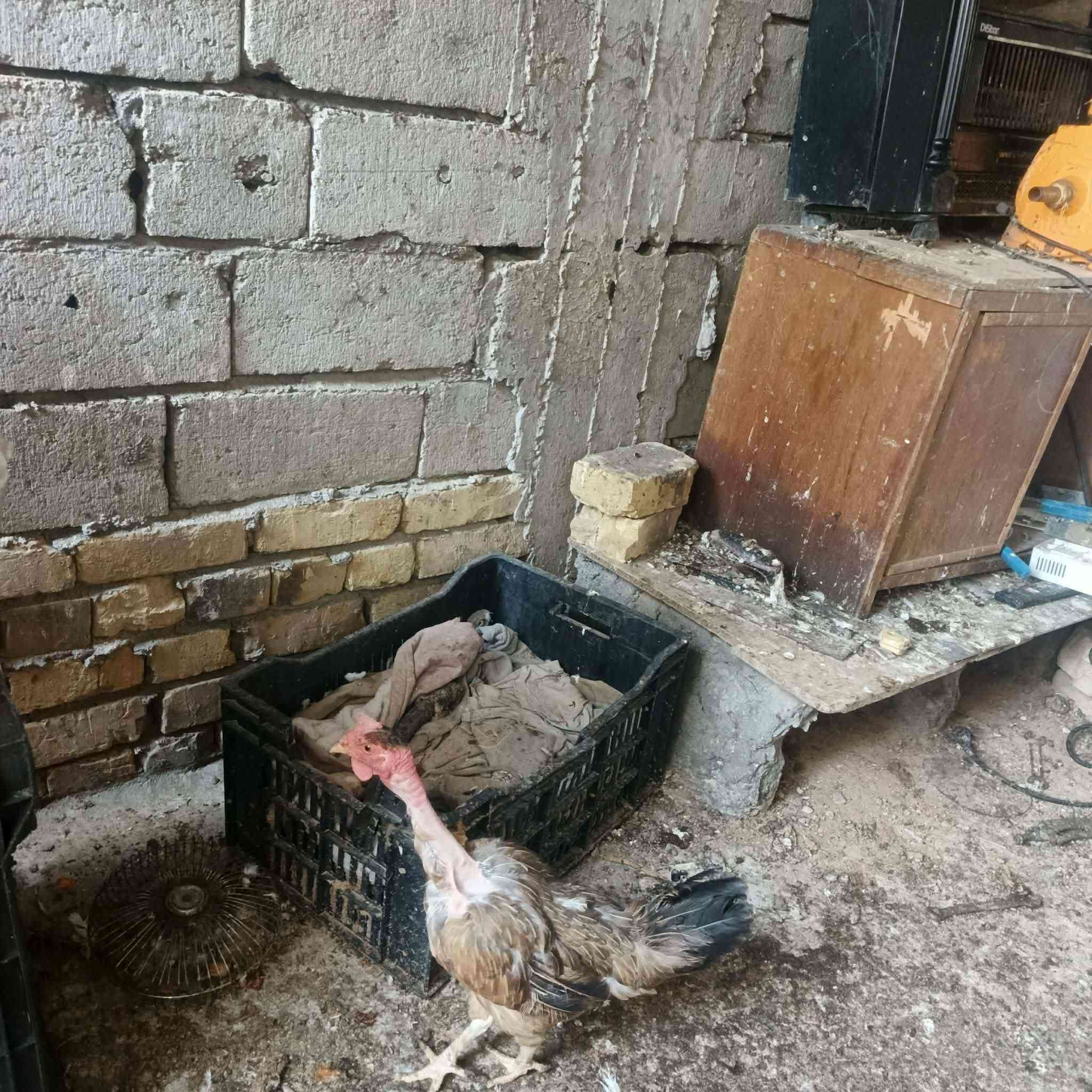 لللبيع فسيفسه 
دجاجات كوجيات زينه عدد ٣ نثايه
بششوش عدد ٣
دجاج زوج معلبه عدد ٢
بسعر مناسب


**إذا كنت صاحب هذا الإعلان وتريد حذفه لأي سبب، رجاءا أرسل رسالة إلى الدعم الفني**