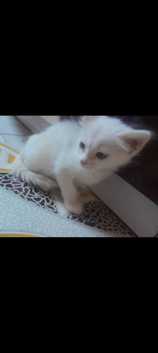 للتبني


**إذا كنت صاحب هذا الإعلان وتريد حذفه لأي سبب، رجاءا أرسل رسالة إلى الدعم الفني**