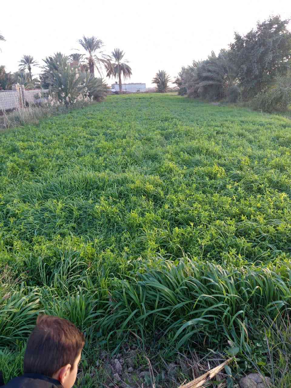 البيع حشيش برسيم زائد شعير  4 دونم على طريق دوايه قريه البخلف ***********
