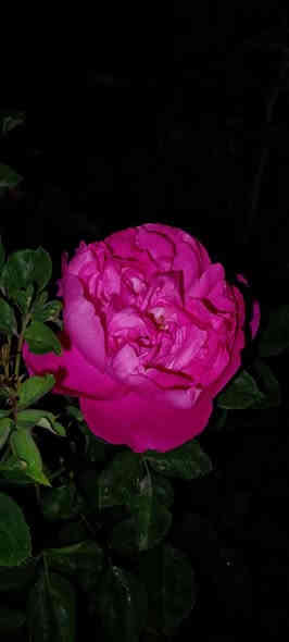 ياالله ياالله ياالله 📢📢يعلن مشتل شركة الأمثال النجفيه عن قنبلة الموسم توفر الورد الجوري السلطاني الوردي العطري حجم كبير جدا  امهات سندان ارتفاع متر أو أكثر بسعر 4000وكل ثلاث شتلات بسعر 10000سعر حارق خارق🔥🔥🔥
ومتوفر البيع بالجمله
للحجز والاستفسار مراسلة الصفحه أو الاتصال بالرقم التالي ***********
توصيل داخل النجف الاشرف فقط بسعر 3000
#شركة_الأمثال_النجفيه
