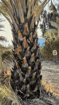 كربلاء المقدسة • دونم ٢٥٠٠م