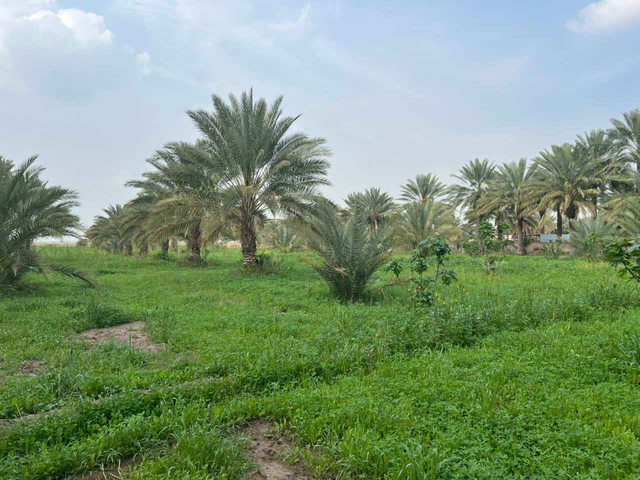 السلام عليكم
قطعة أرض مساحة 6 دونم طابو صرف خدمات كاملة تبعد عن الشارع 20 متر واجهة 40 نزال 600 / يوجد فيها 80 نخلة حمال واشجار تين 
الموقع /طريق سدة محاويل/ أراضي الناصرية 
للتفاصيل أكثر 0786 337 7890
