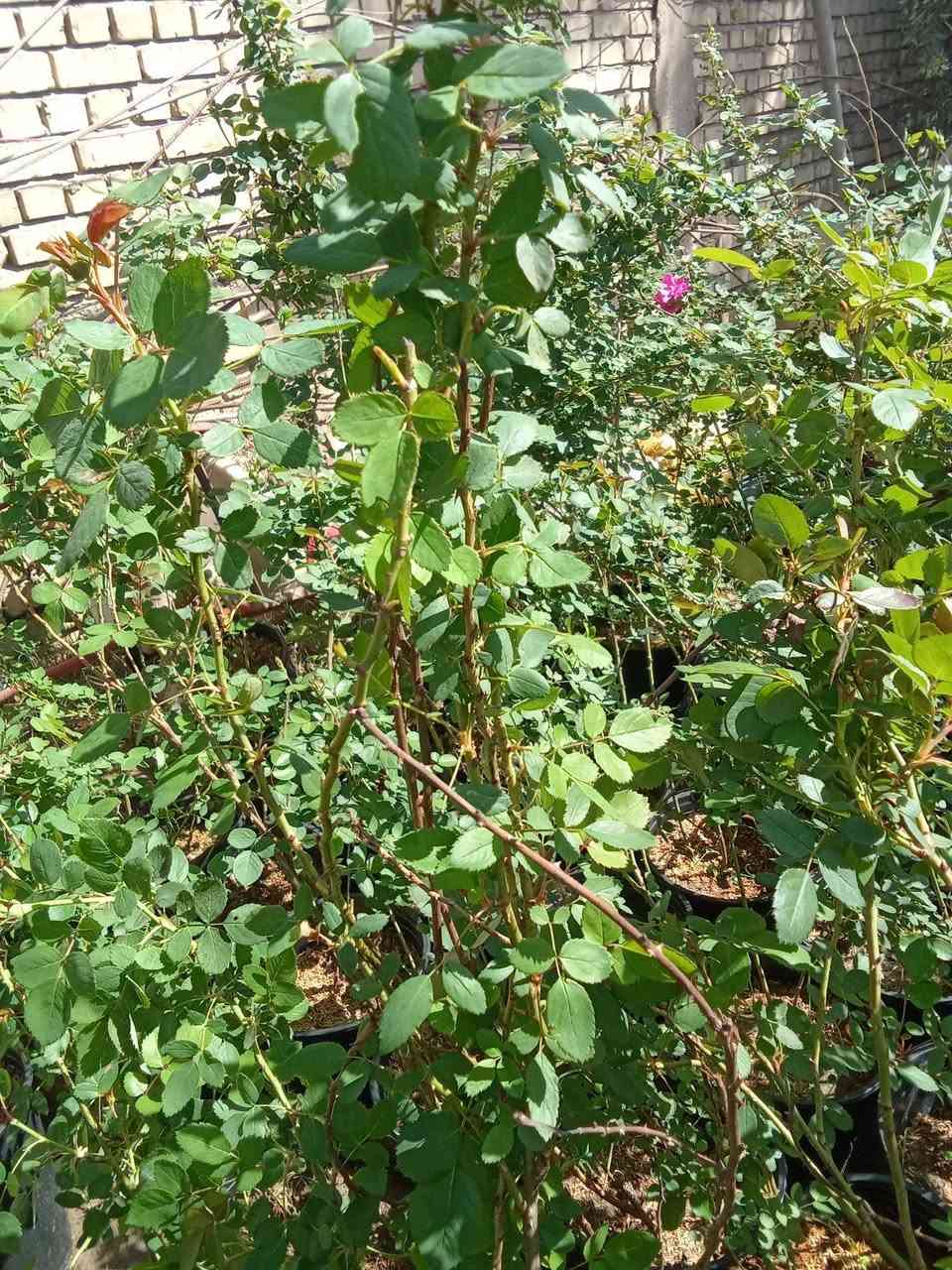 جوري سلطاني حجم كبير ب٦
التوصيل داخل بغداد فقط 
للطلب***********
واتساب
