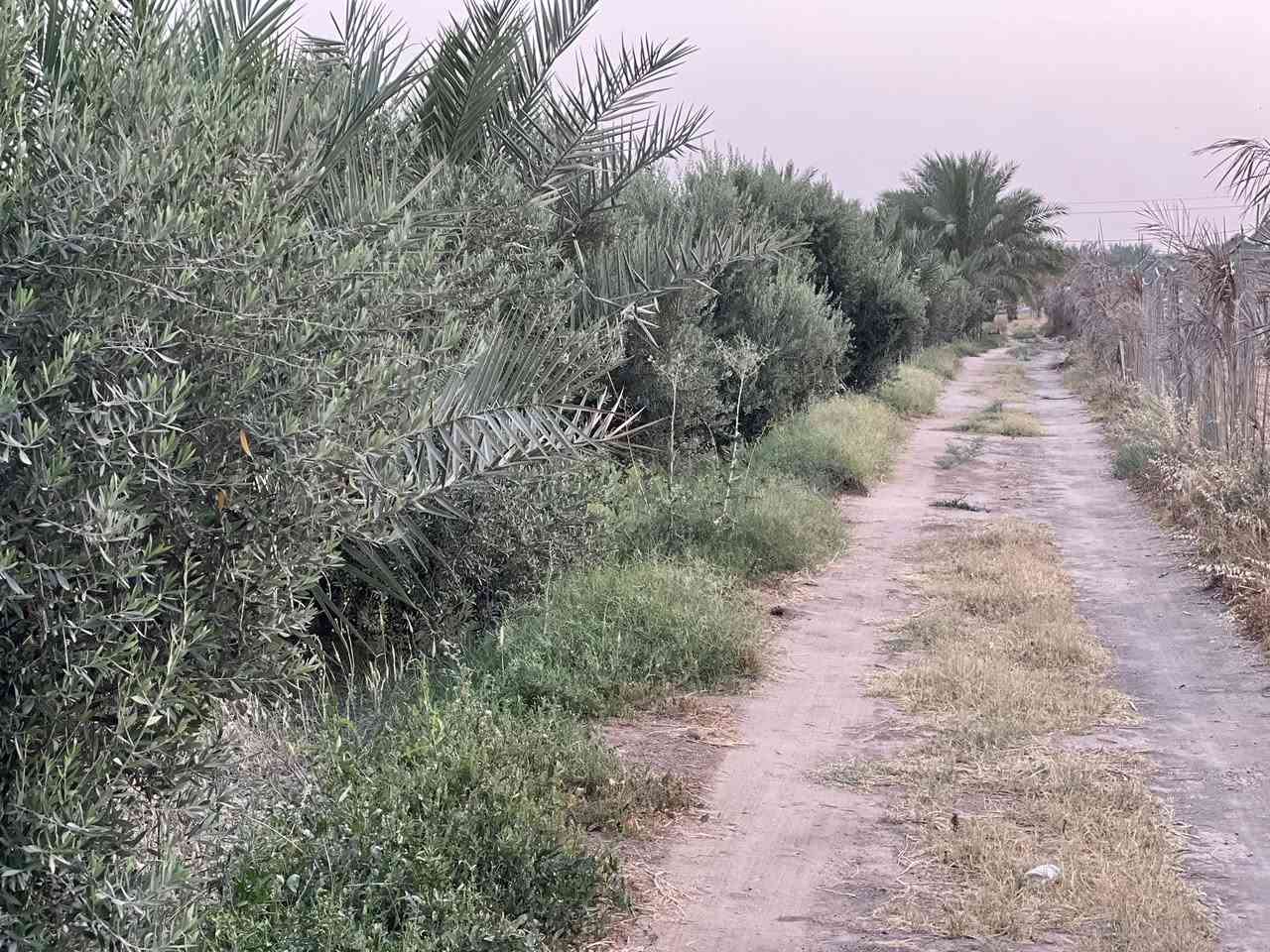 سلام عليكم ارض زراعيه للبيع 
المساحه 6 دونم 
العنوان طريق كربلاء -نجف ياحسين عمود 301 
للاستفسار اكثر اتصال  ‭0783 885 1910‬
