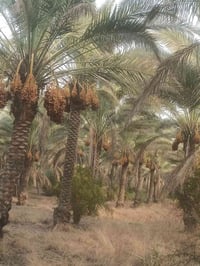 نخل درجة أولى • ٥٦٠نخلة • نخل مثمر
