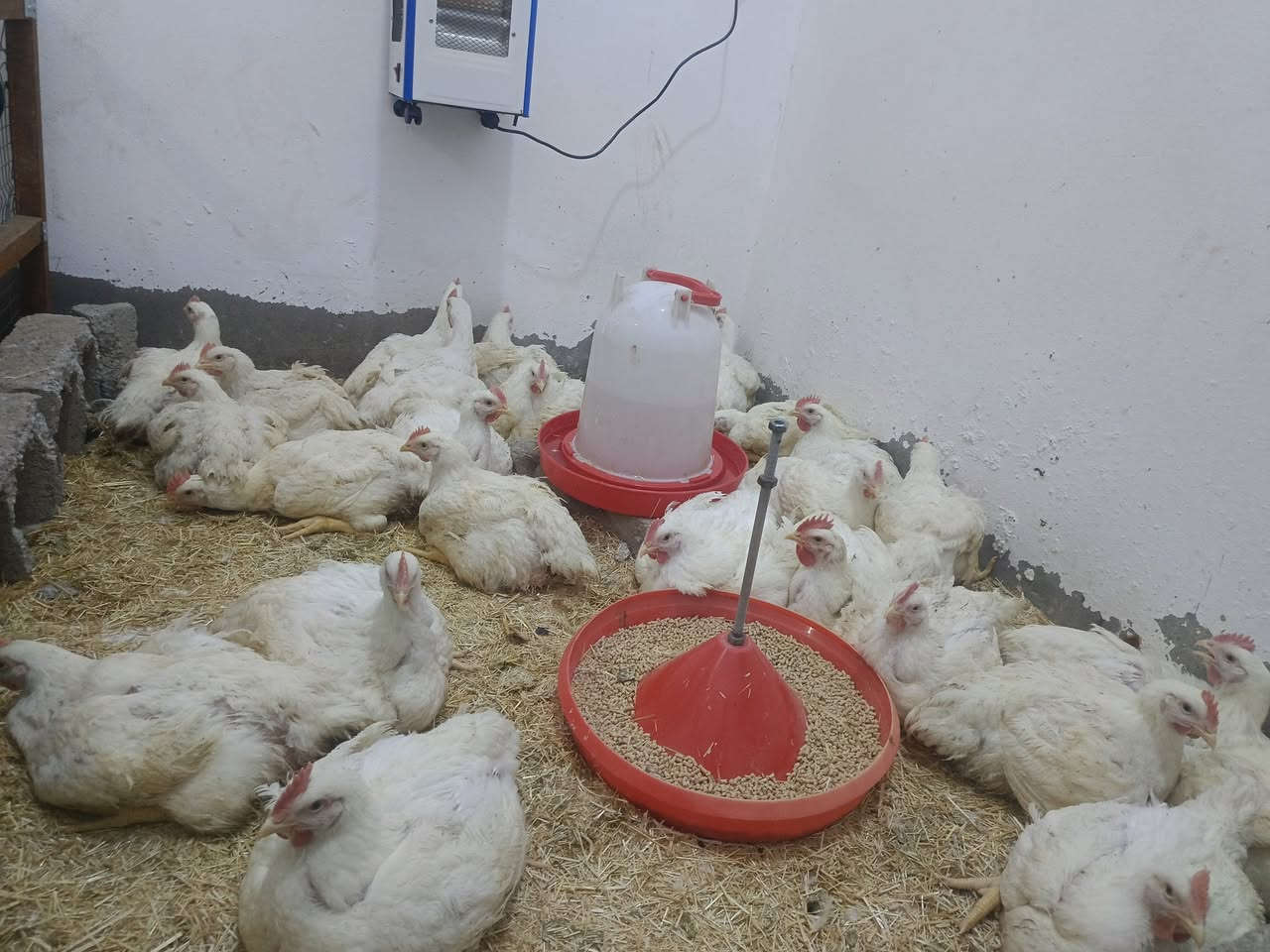 الهم صلي ع محمد وال محمد الحمدلله بعد توفيق الكريم العضيم وفقنا ع انتهاء الوجبه الاولا والثانيه وبعد كرمه العضيم وفقنا بوجبه ثالثه عراقيه درجه اولا... يتوفر فريش مقطع اجنحه كبده افخاذ صدر ركاب حبل الظهر يتوفر توصيل تحياتي واحترامي   خاصه إلى اهلي وناسي اهالي دور الزراعة كل الحب والاحترام لكل من اشترا وتقدم اليه بالشراء والتعامل وتبشرو وتدللون علينه اهلا وسهلا بيكم بكل وقت وتحيه وحب واحترام الكل المناطق جوار دور الزراعه الجربو تعاملنه وشافو شغلنه وميت اهلا بيكم حبي احترامي للجميع اسسف ع اطاله


**إذا كنت صاحب هذا الإعلان وتريد حذفه لأي سبب، رجاءا أرسل رسالة إلى الدعم الفني**