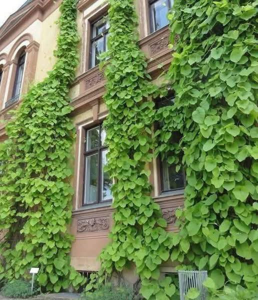 مشتل بيروميا  🌿
توفرت شتلات متسلق القنقينة (البلاب العراقي) 🍃✨

💰 السعر: 7 آلاف فقط
📏 الارتفاع: من 30 سم إلى 65 سم تقريبًا
🚚 التوصيل: متوفر لجميع محافظات العراق

🌱 المواصفات:
نبات متسلق سريع النمو، كثيف الأوراق، مناسب للأسوار والجدران والحدائق ويعطي تغطية خضراء جميلة.

☀️ التحمل:
يتحمل الحرارة وأشعة الشمس ويتأقلم بشكل ممتاز.

✨ الفوائد:
يضيف منظر طبيعي أنيق، يساعد على تزيين المساحات الخارجية، ومناسب لعمل ساتر أخضر جذاب.

📞 للطلب والاستفسار: ***********
🌿 وفر لحديقتك لمسة خضراء مميزة مع متسلق القنقينة 🌿
