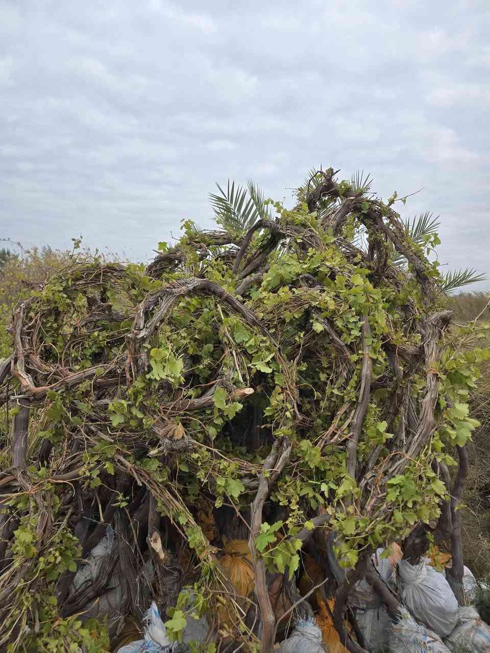 غوان سلام عليكم عنب شلاع انواع الصناف ومثمر يوجد توصيل من 100 وافوق العنوان حله السياحي *********** عنب ملا فلاح ومضمون النواع
