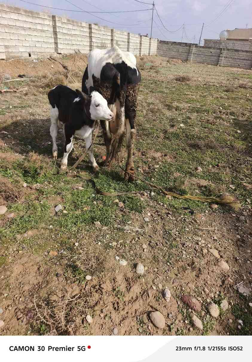 السلام عليكم
متاح رقوث زراعيه  اصليه 
ثالث بطن 
وراها حولي سميتال اصلي 
دابه مال بيت 
رقم واحد على واحد 
حليب ودسامه 5بطاله شرط
شرط مامحينه شرط 
كافت الشروط الجني 
شرط تحلب الولاد 
يرهم مراوس بحلال 
المكان الزاب قرية شميط 
***********
