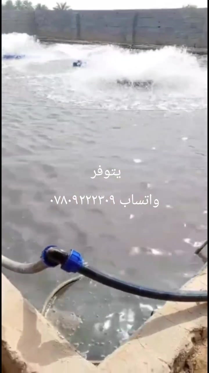مع المكتب الاستشاري  لماعدة مربي الاسماك، واتساب ***********
تتوفر كافة العلاجات للاسماك ضد الفطريات والطفيليات والطحالب والبكتريا واتساب ***********
