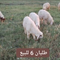 طليان • حملان • خرفان • للبيع • ماشية • حيوانات • لحم • بيع • قرب الطا...
