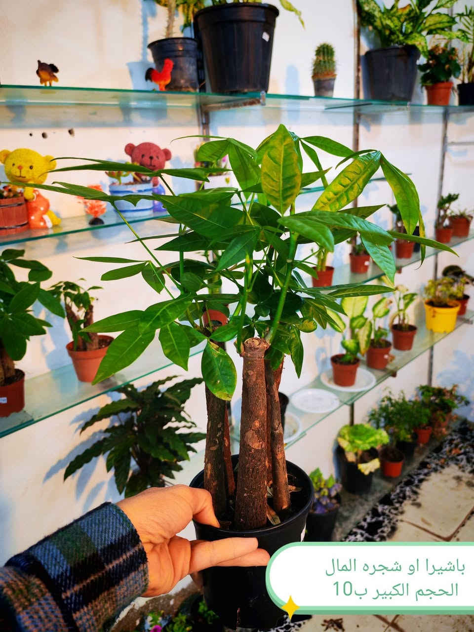 النباتات المتوفره حاليا فقط ❤
العنوان هيت حي الجمعية شارع حامي حميد


**إذا كنت صاحب هذا الإعلان وتريد حذفه لأي سبب، رجاءا أرسل رسالة إلى الدعم الفني**