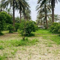 الحصن • بستان • ٩ دونم