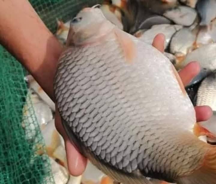 تتوفر في دواجن ابو عباس اليوم أسماك من كيلو ونص إلى كيلوين ونص شترديون شطلبون اكو تقطيع حسب الطلب السعر ٥٥٠٠ الكيلو
يتوفر توصيل داخل أحياء كربلاء
يتوفر شوي درجه اولي عل الفحم
للاتصال *********** *********** *********** التوصيل
