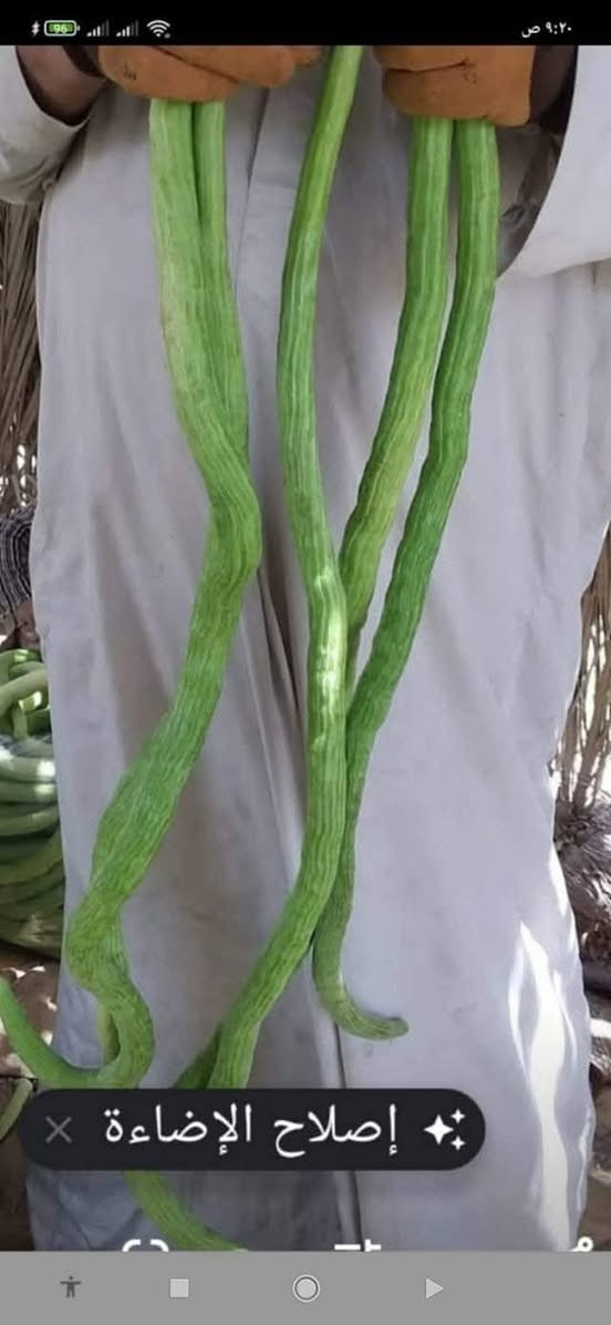 يوجد لدينا بذور طرح صنف الرشيد الإسباني جيل أول متعهد احسن نوعيه قلم (يعني رفيعه)للإستفسار ***********العنوان بغداد قرب المدائن
