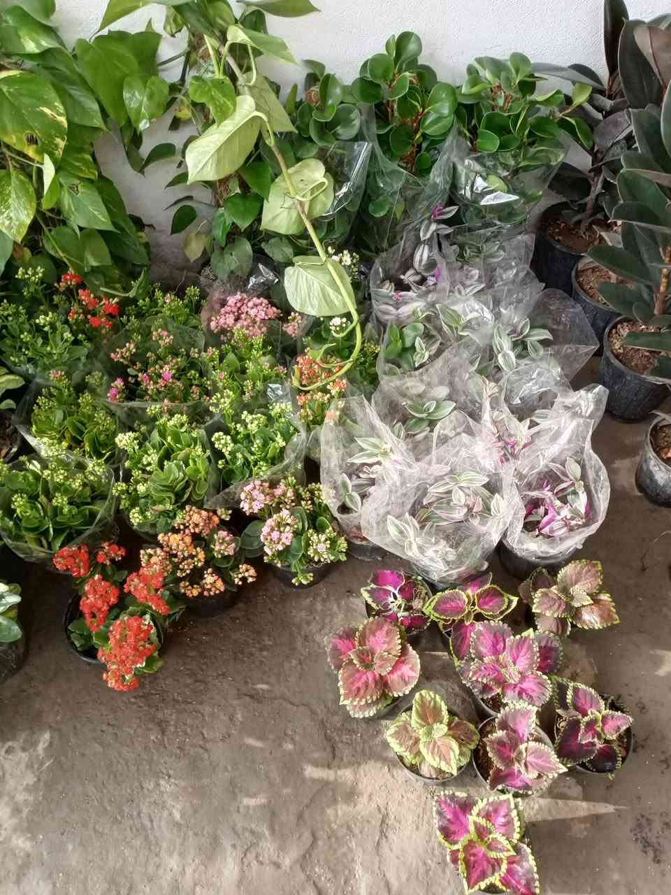 جمعه مباركه  اللهم صلي على محمد وال محمد تم وصول وجبه جديده من الضليات بأنواعهه والحمضيات والورد الجوري بأنواعه واحجامه والورد الايراني بمختلف الالوان وبأسعار تنافسيه يعني بسعر الجمله وعنده جمله لاصحاب المشاتل وعنده توصيل هم كل مناطق المسيب يعني تريد تزورنه مليون هلا مالك خلك مابيك حيل اتصل وكلشي يوصلك لباب بيتك عنوانه مسيب حي المعلمين قرب سكت القطار مشتل الشمري ***********
