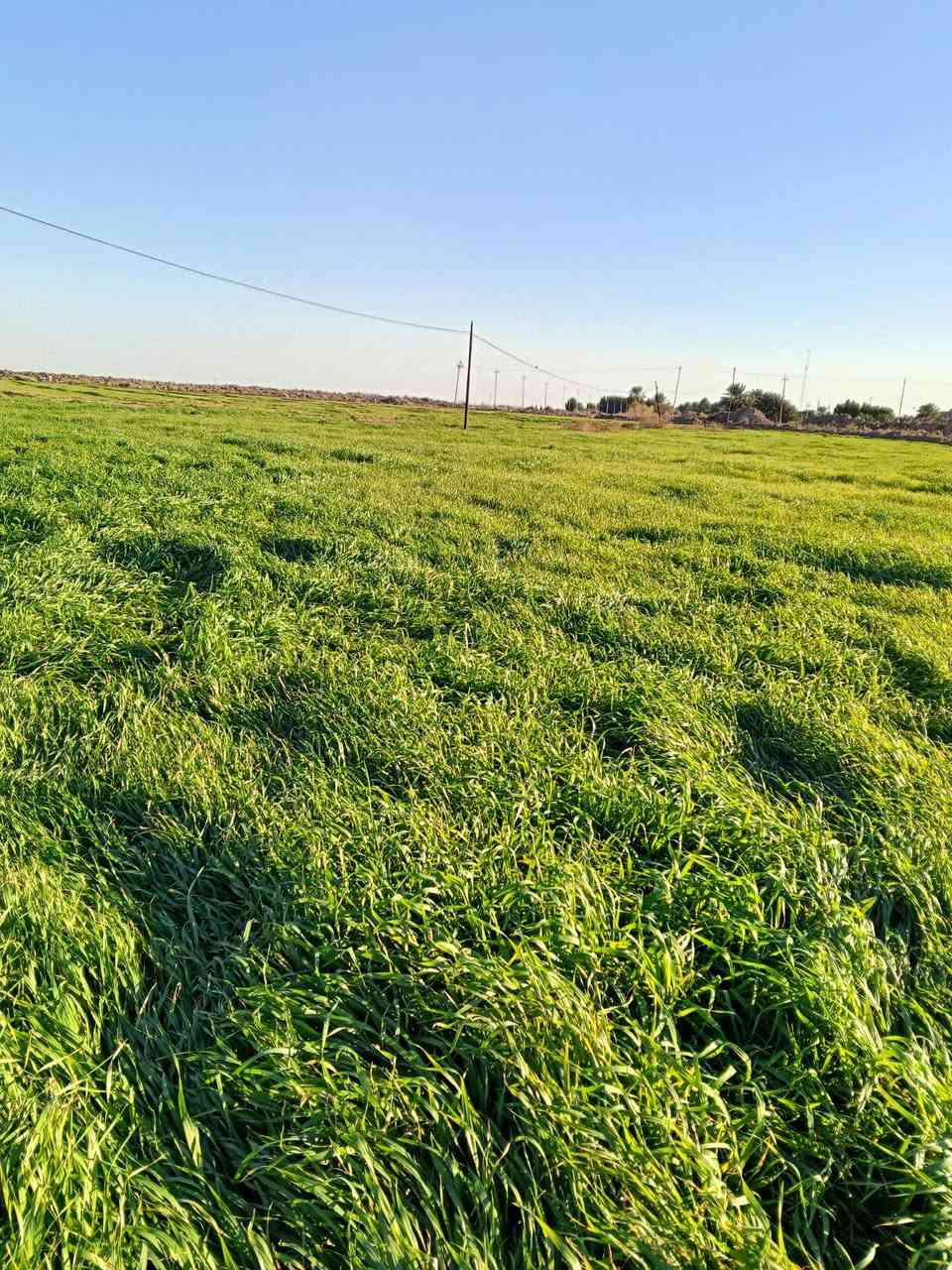 شعير سفح للبيع  المكان كوت قضاء الموفقية
***********
