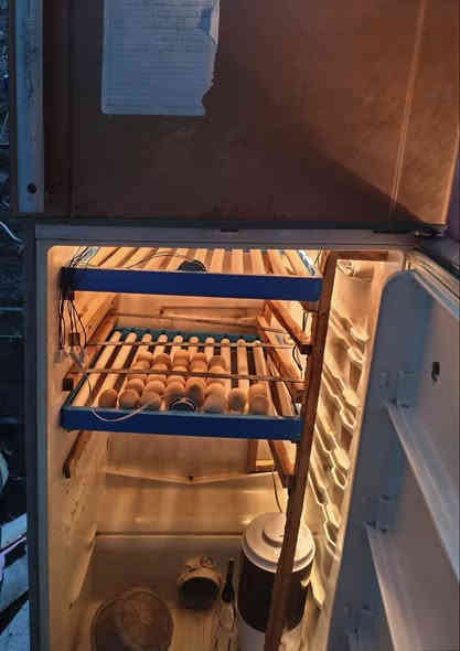 سلام عليكم عندي هاي فقاسه البيع كلها تماتيك تقليب تماتيك تلزم اثمن قلابات قلاب واحد 70 بيضه بس اني حاط لها بس خمس قلابات قلاب ابو 70 بيضه حالين بس 350 تلزم تفقيس خير من الله سعر 450 وبيها مجال مكاني ديالى هبهب رقم ***********
