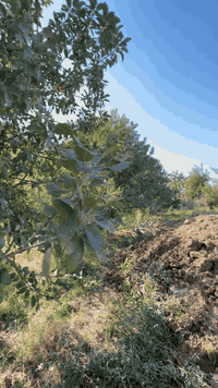 بغداد الدوره • عرب جبور • مزرعة الشيخ شفيق