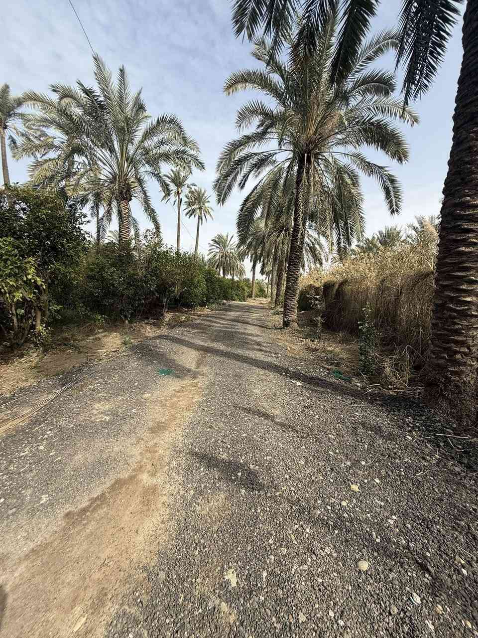 سلام عليكم دونمين طابو زراعي سند 25 للبيع العنوان المدائن سلمان باك منطقة الجعارة سعر الدونم 250 الاستفسار ***********
