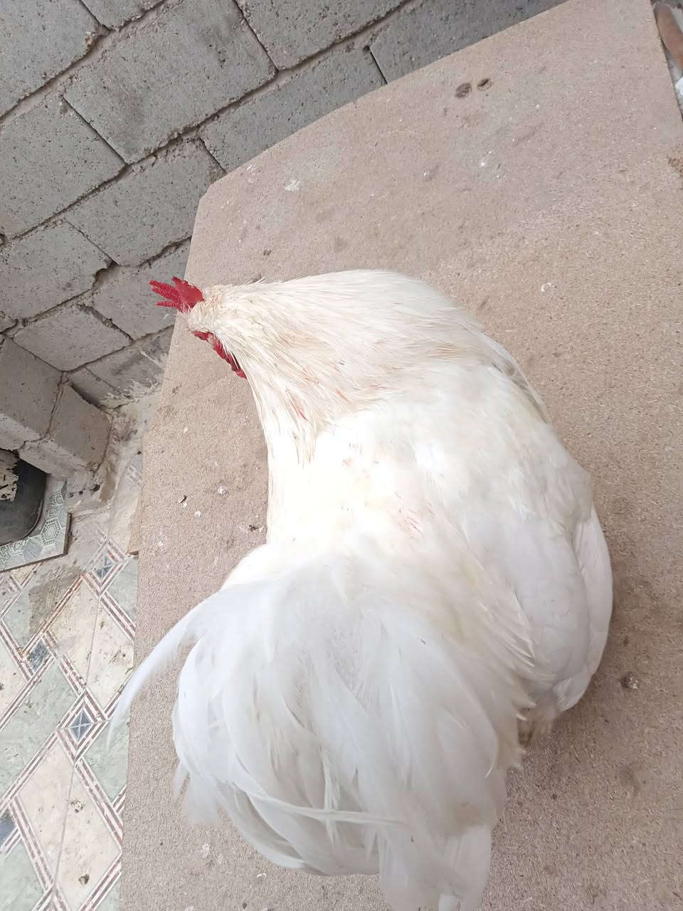 السلام عليكم اخوان ديج كوشن للبيع السعر 25 او للمراوس بدجاجة عربية كركة مكاني بابل المسيب  اولاد مسلم للاستفسار ***********
