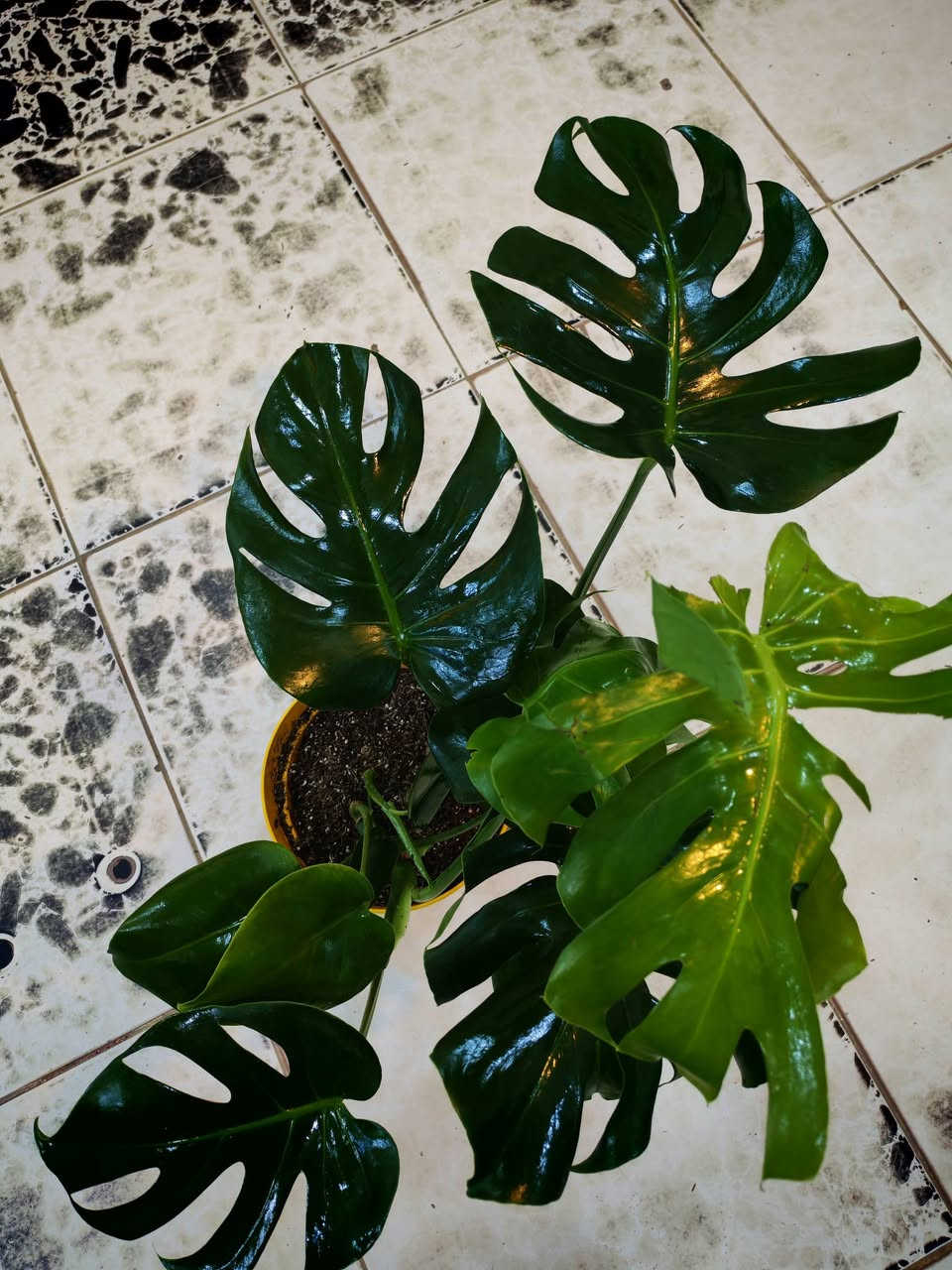 على بركة الله تم وصول نباتات ضليه طبيعيه فول جمال وراحه نفسيه 🥰


**إذا كنت صاحب هذا الإعلان وتريد حذفه لأي سبب، رجاءا أرسل رسالة إلى الدعم الفني**