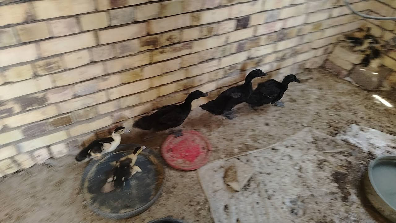 بش امريكي عدد 3 عمر شهرين وبش مصري عدد 6


**إذا كنت صاحب هذا الإعلان وتريد حذفه لأي سبب، رجاءا أرسل رسالة إلى الدعم الفني**