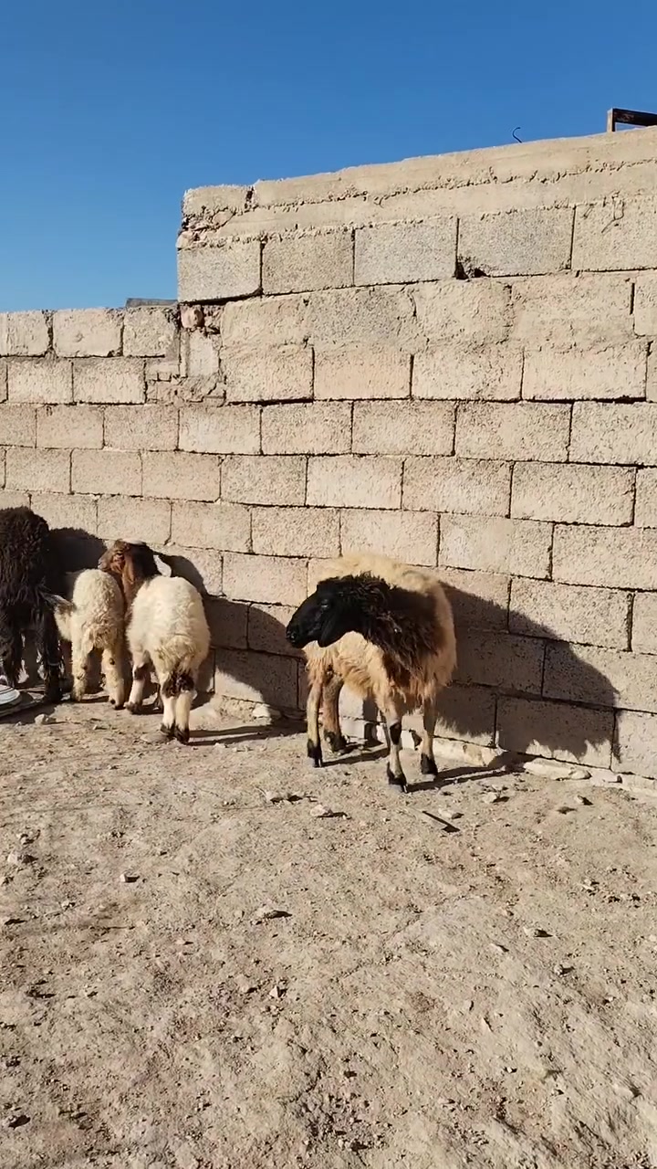 مطافيل سن وشطر مالات مجنوي شرط نصاح سعر زوج 1275 اي استفساراتصل علا رقم *********** مكانه حديثه .الخفاجيه
